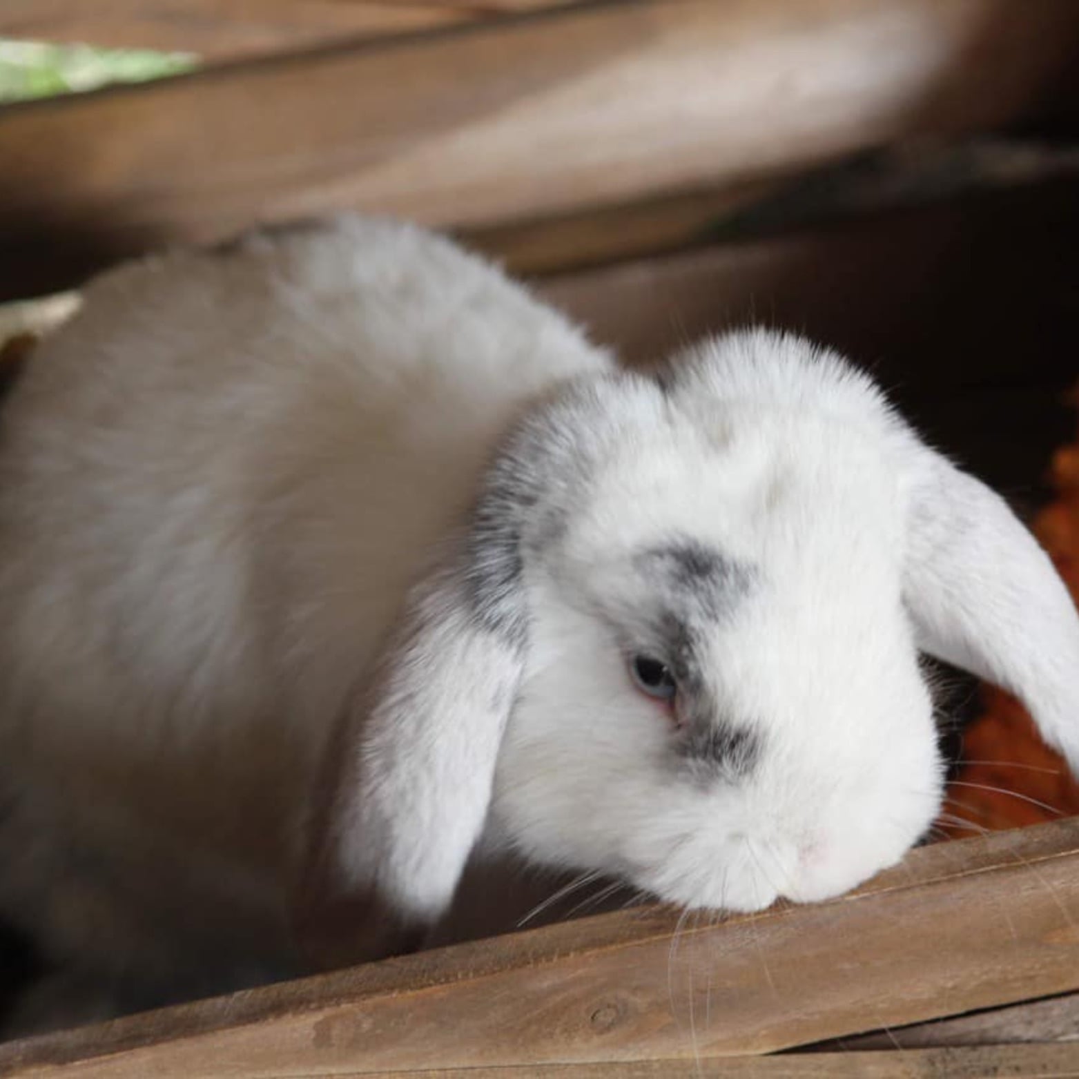 Baby Bunnies at the Endless View Farms Tulip Festival