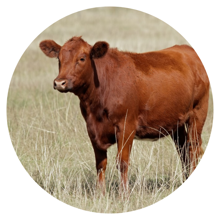 Custom beef processing at Endless View Farms
