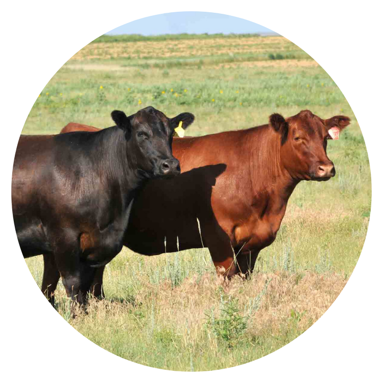 Bulk beef from Endless View Farms in Crimora, Virginia