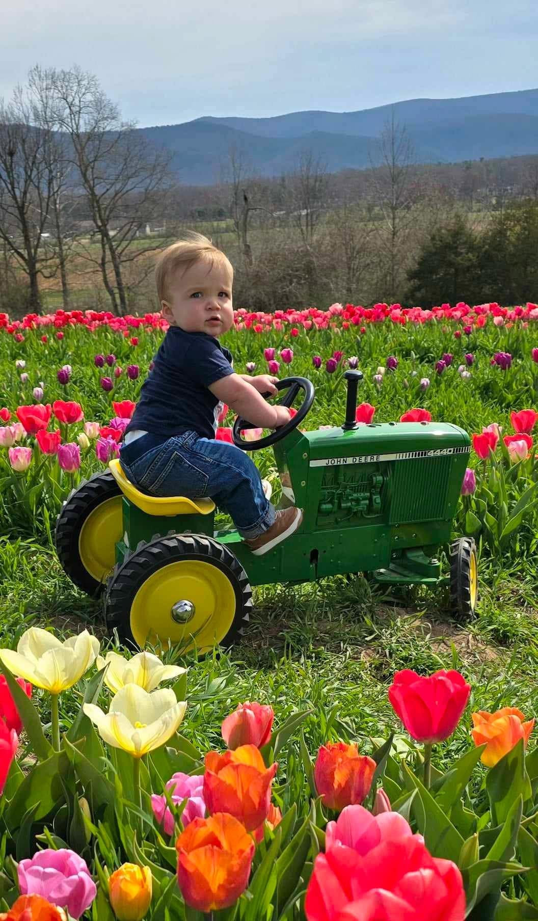 Tulip fields in bloom at Endless View Farms during the spring festivals