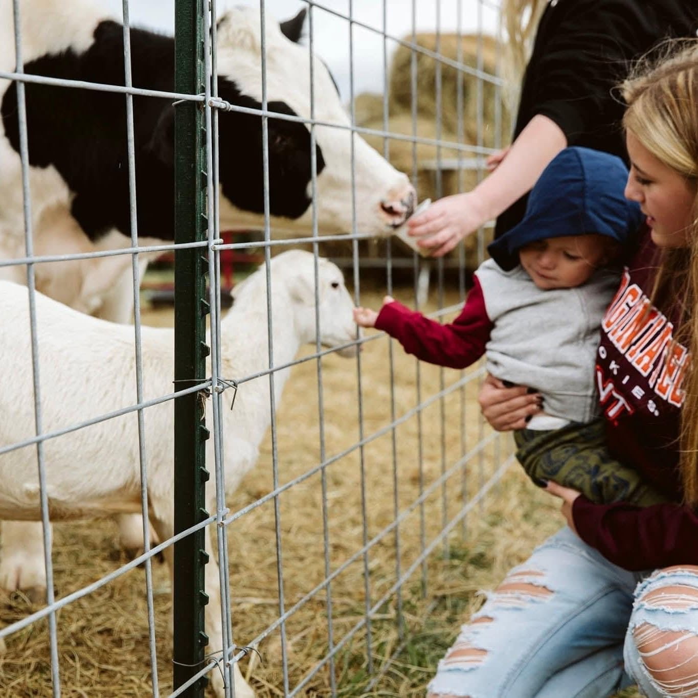 Feeding the farm animals in the barnyard at Endless View Farms