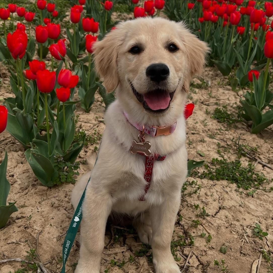 Pup Passes at the Endless View Farms Tulip Festival