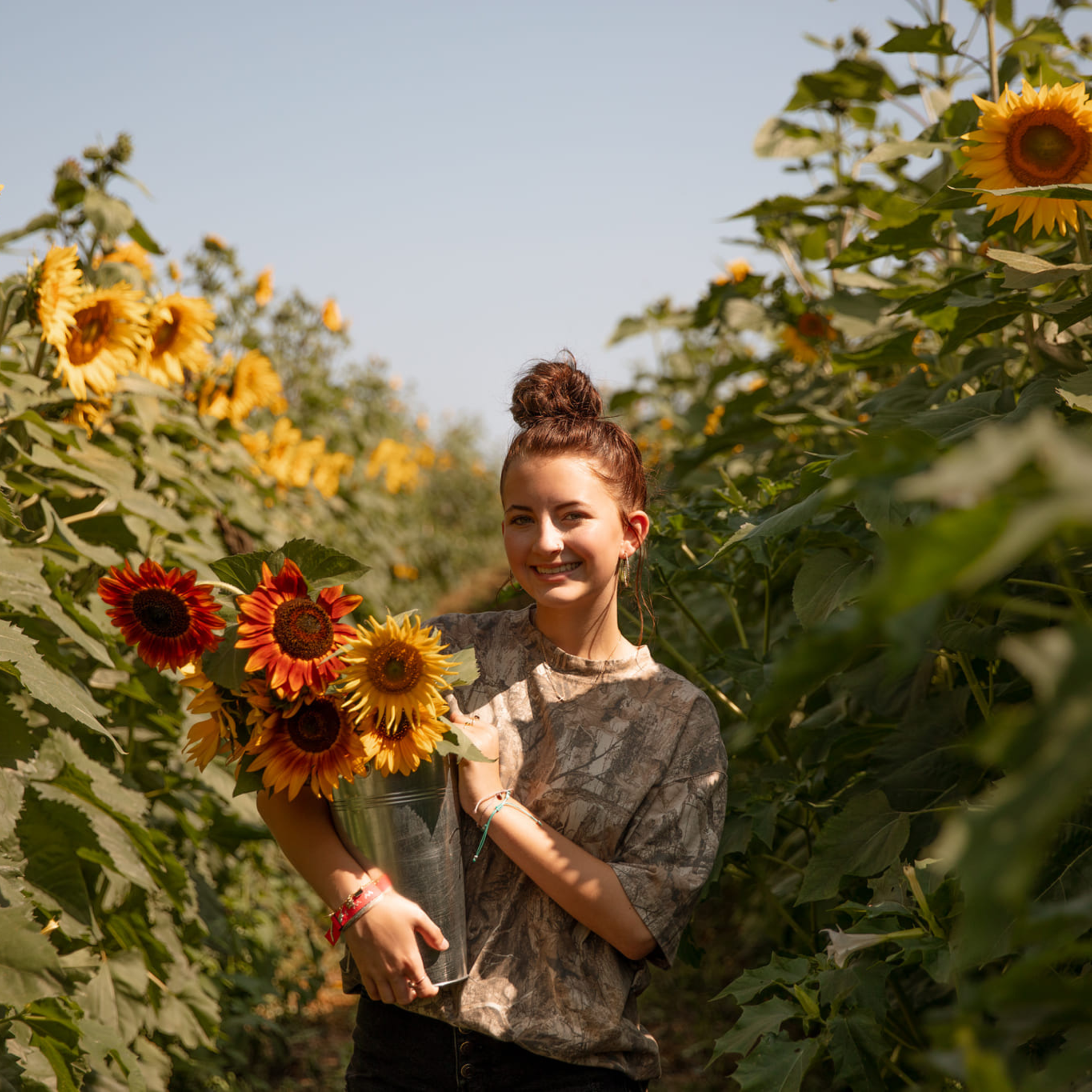 Picking sunflowers by the armful at Endless View Farms