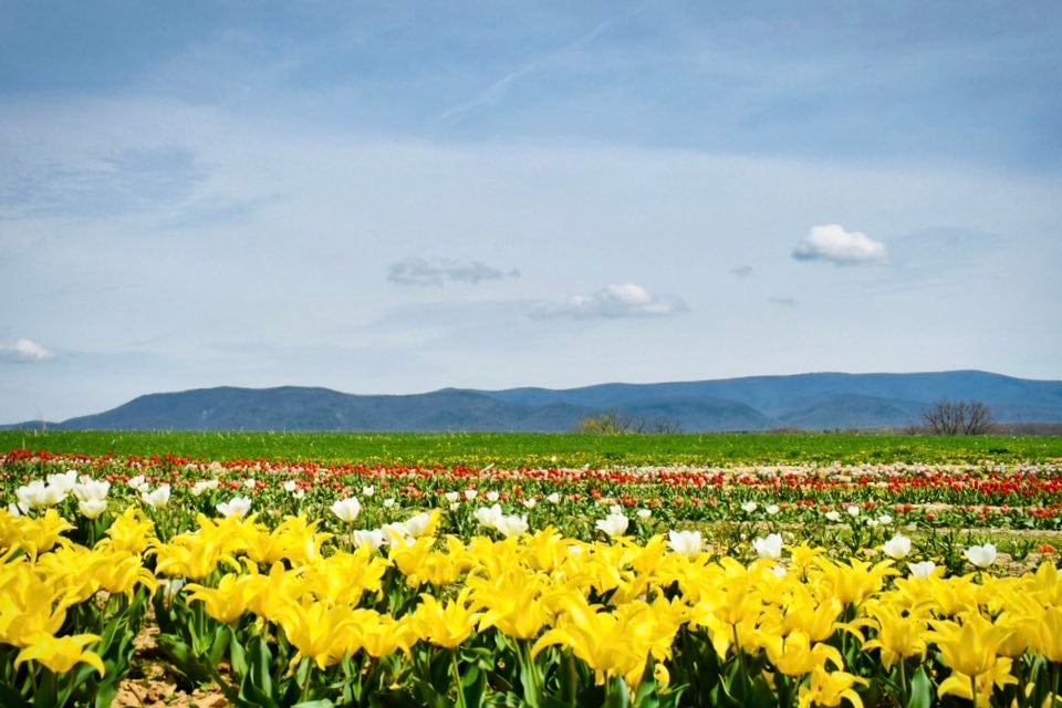 Tulip fields in full bloom at Endless View Farms