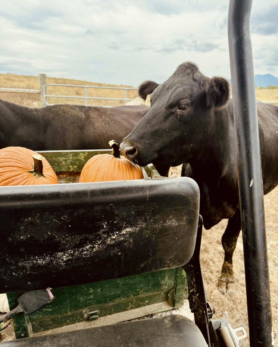 Family fun at the Endless View Farms Fall Festival