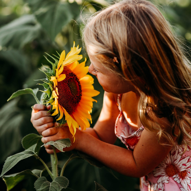 Girl with a sunflower at the Endless View Farms Sunflower Festival